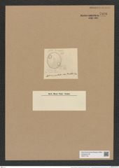Auliscus punctatus var. striolatus Rattr (de-Toni-Nr.: Genus 171, Species 4326) Zeichnungen Sammlung Grunow Nr. 7896 (NHMW-BOT-W0377164)